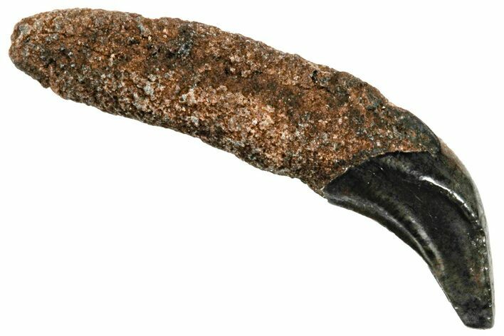 Pleistocene Aged Fossil Carnivore Canine Tooth - Florida #308460